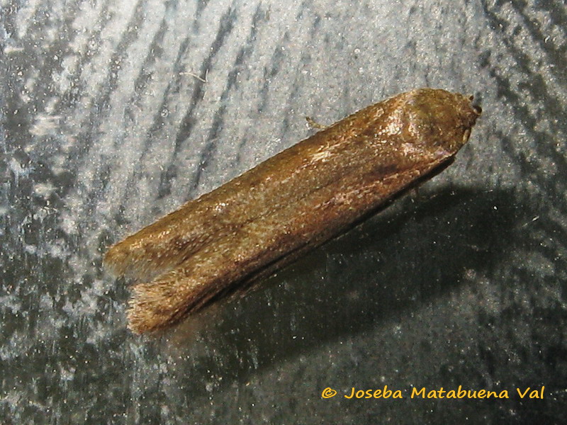 Micro da id. 2 - Blastobasidae